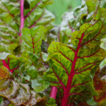 Acelga Ruby Red - Image 2