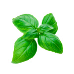 Albahaca Italian Large Leaf - Image 2