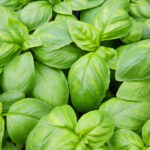 Albahaca Italian Large Leaf