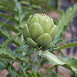 Alcachofa Green Globe - Image 3