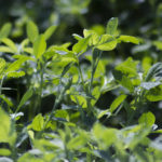 Alfalfa Cuff & Cuff 101 - Image 3