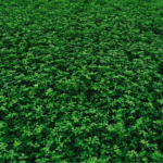 Alfalfa Moapa - Image 2