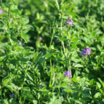 Alfalfa San Miguelito