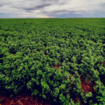 Alfalfa San Miguelito - Image 2