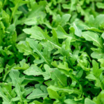 Arugula Rocket - Image 3