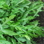 Arugula Wild Rocket - Image 3