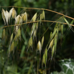 Avena Chihuahua (Forrajera) - Image 2