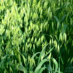 Avena Chihuahua (Forrajera)