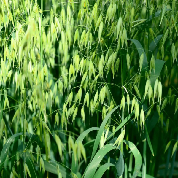 Avena Chihuahua (Forrajera)