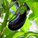 Berenjena Black Beauty - Image 3