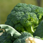 Brocoli 1065