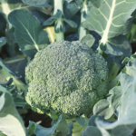 Brocoli Midori