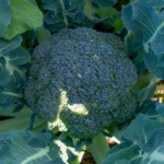 Brocoli Mixquic