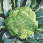 Brocoli Monaco