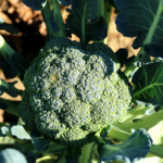 Brocoli Waltham No.29