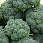 Brocoli Waltham No.29 - Image 2