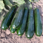 Calabaza Bacanora