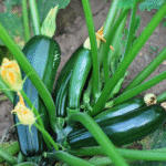 Calabaza Bacanora - Image 2