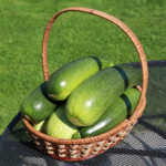 Calabaza Dolarzinni