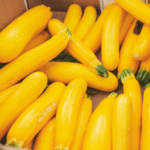 Calabaza Gold Prize - Image 2