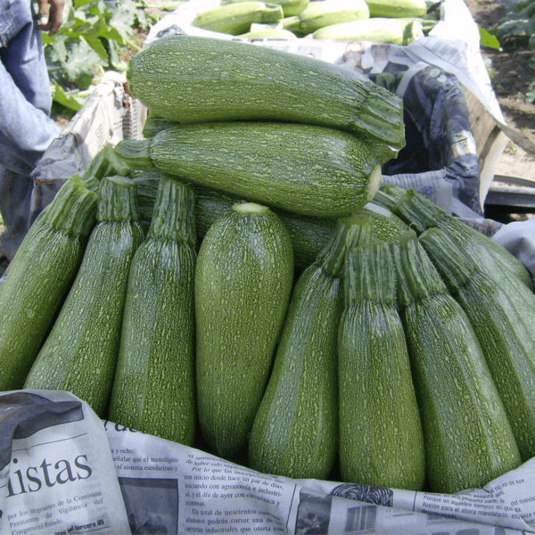 Calabaza Grey Zucchini