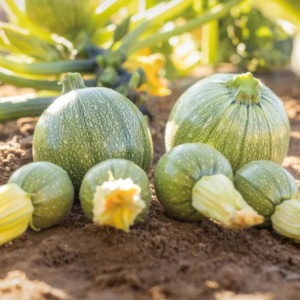 Calabaza Mila
