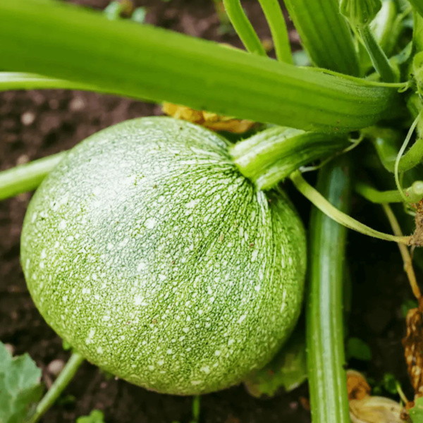 Calabaza Roundzinni