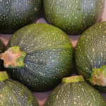 Calabaza Roundzinni - Image 2