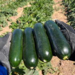 Calabaza Sahuaro