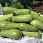 Calabaza San Martin