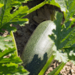 Calabaza San Martin - Image 2