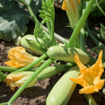 Calabaza Selena - Image 2