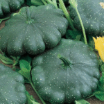 Calabaza Starship - Image 2