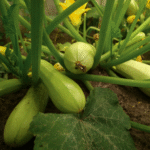 Calabaza Valentina - Image 2