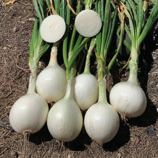 Cebolla Bianca F1