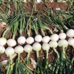 Cebolla Blanca KS-777 F1