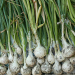 Cebolla Cojumatlan