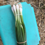 Cebolla Cojumatlan Supreme