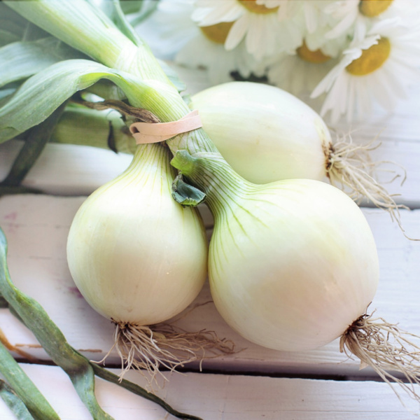 Cebolla Grano Blanco