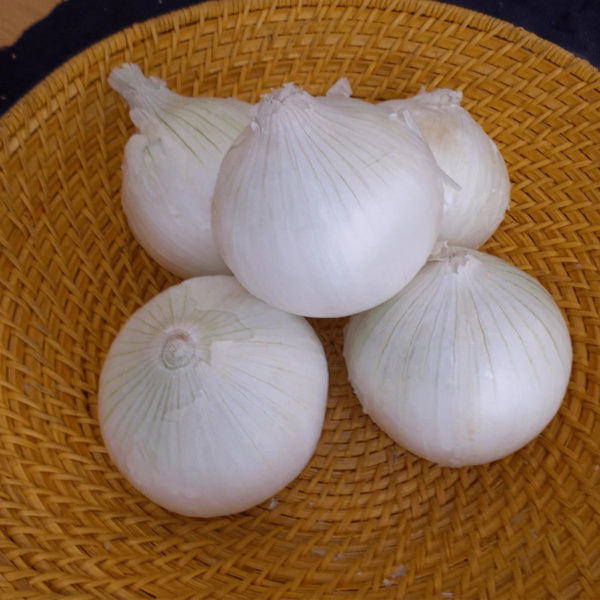 Cebolla Grano Early White