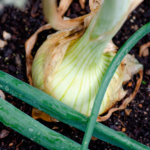 Cebolla Himalaya - Image 2