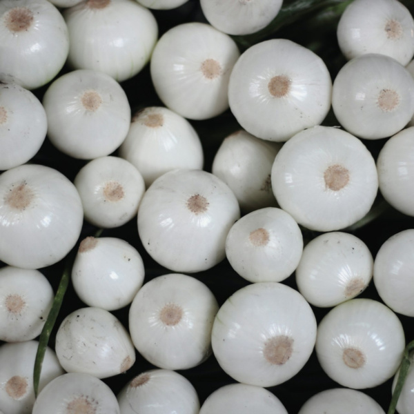 Cebolla Marfil