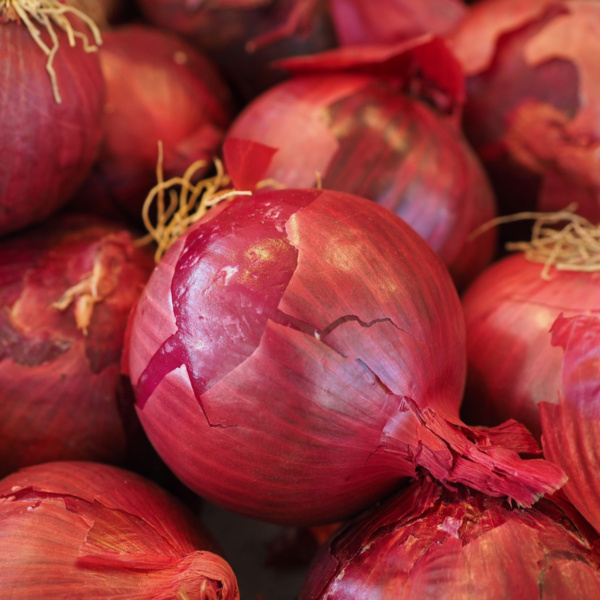 Cebolla Red Burbundy