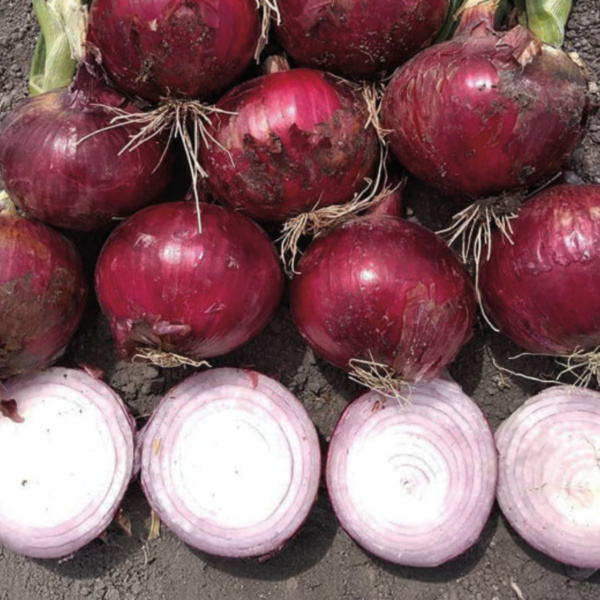 Cebolla Red Grano