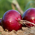 Cebolla Roja Intensa