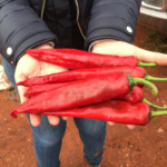Chile Guajillo Castillo