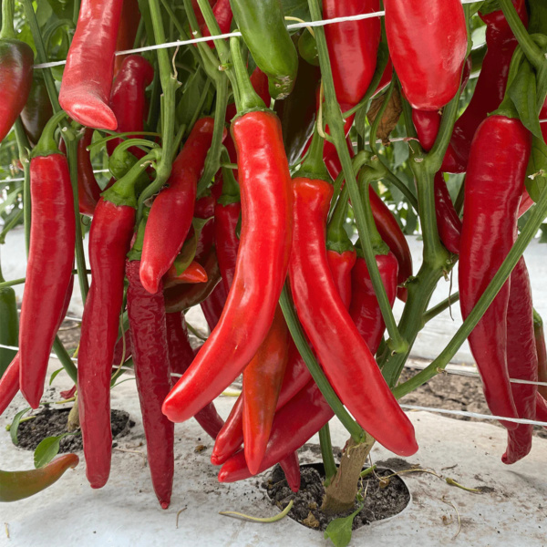 Chile Guajillo Fuerte 1401