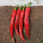 Chile Guajillo Veta Grande