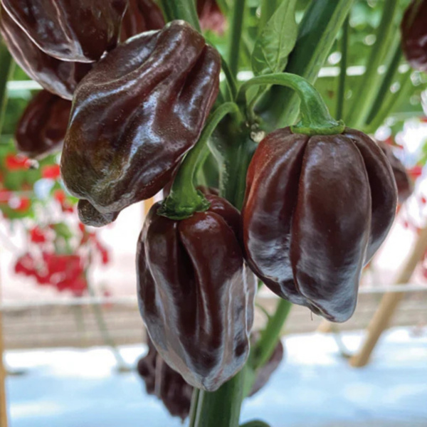 Chile Habanero Chocolate Espresso
