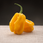 Chile Habanero Coba - Image 2